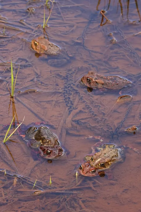Framed Print : Group of American toads (Anaxyrus americanus) mating in shallow water, Maryland, USA. April Framed Print : Group of American toads (Anaxyrus americanus) mating in shallow water, Maryland, USA. April