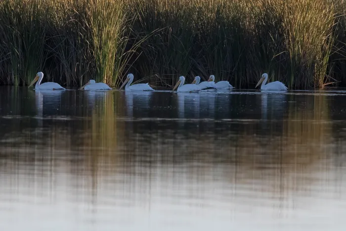Framed Print : Group of American white pelicans (Pelecanus erythrorhynchos) on water close to reedbeds at dawn, Cienega de Santa Clara, Colorado River, Sonora, Mexico Framed Print : Group of American white pelicans (Pelecanus erythrorhynchos) on water close to reedbeds at dawn, Cienega de Santa Clara, Colorado River, Sonora, Mexico