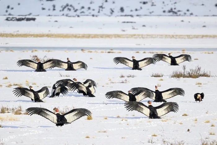 Framed Print : Group of Andean condors (Vultur gryphus) basking on snow-covered ground after feeding on a nearby Guanaco carcass, near Torres del Paine National Park, Patagonia, Chile Framed Print : Group of Andean condors (Vultur gryphus) basking on snow-covered ground after feeding on a nearby Guanaco carcass, near Torres del Paine National Park, Patagonia, Chile