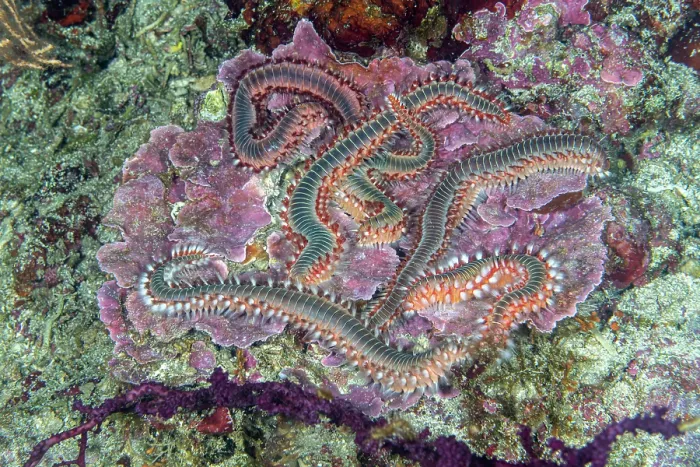Framed Print : Group of Bearded fireworms (Hermodice carunculata), Vis Island, Croatia, Adriatic Sea Framed Print : Group of Bearded fireworms (Hermodice carunculata), Vis Island, Croatia, Adriatic Sea