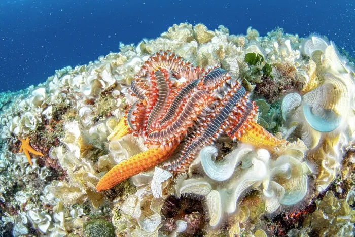 Framed Print : Group of Bearded fireworms (Hermodice carunculata) feeding on a Red seastar, Vis Island, Croatia, Adriatic Sea Framed Print : Group of Bearded fireworms (Hermodice carunculata) feeding on a Red seastar, Vis Island, Croatia, Adriatic Sea