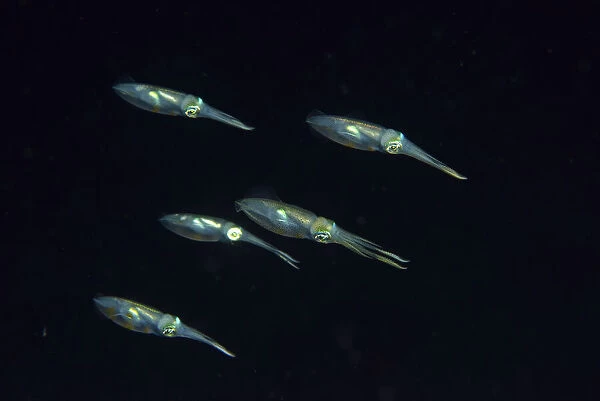 Group of Bigfin reef squids (Sepioteuthis lessoniana) swimming at night, Indonesia