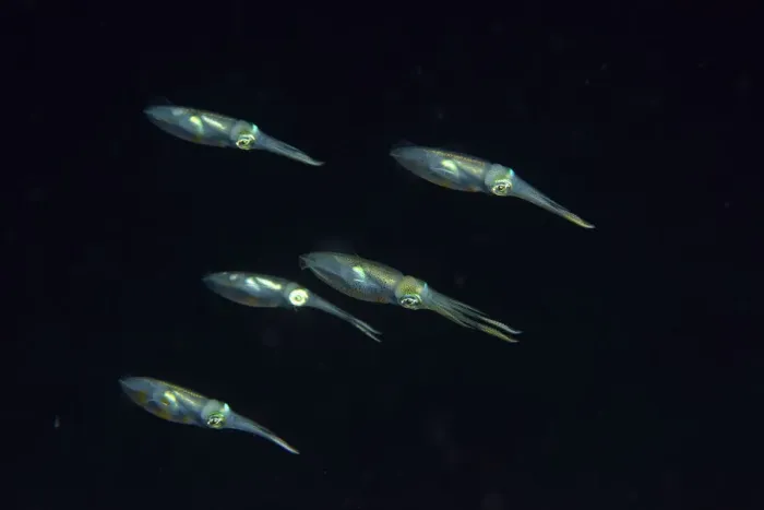 Framed Print : Group of Bigfin reef squids (Sepioteuthis lessoniana) swimming at night, Indonesia Framed Print : Group of Bigfin reef squids (Sepioteuthis lessoniana) swimming at night, Indonesia