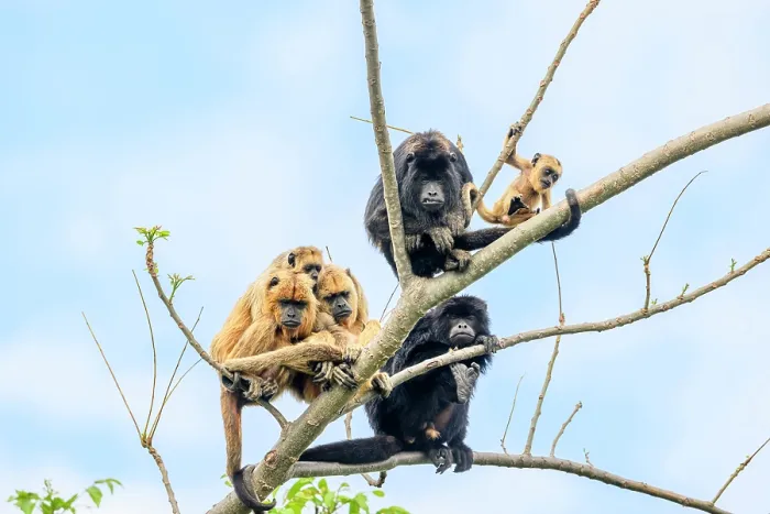 Framed Print : Group of Black-and-gold howler monkeys (Alouatta caraya) juvenile males and females with an infant, sitting on tree branch, Cuiaba River, Pantanal, Brazil