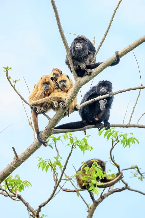 Framed Print : Group of Black-and-gold howler monkeys (Alouatta caraya) juvenile males and females with an infant, sitting on tree branch, Cuiaba River, Pantanal, Brazil Framed Print : Group of Black-and-gold howler monkeys (Alouatta caraya) juvenile males and females with an infant, sitting on tree branch, Cuiaba River, Pantanal, Brazil