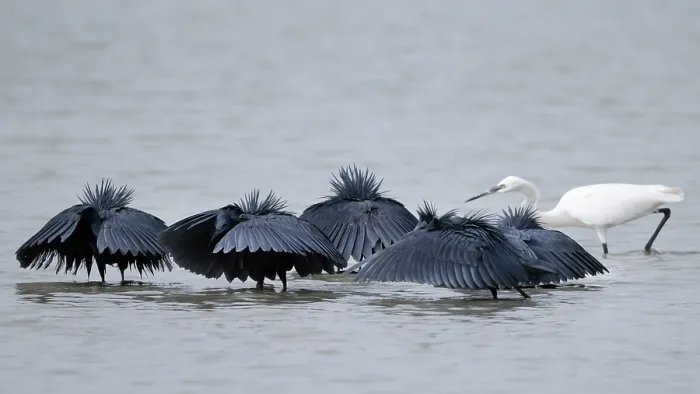 Framed Print : Group of Black egrets (Egretta ardesiaca) fishing together, Pirang, The Gambia Framed Print : Group of Black egrets (Egretta ardesiaca) fishing together, Pirang, The Gambia