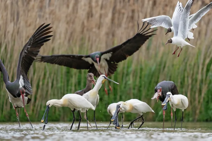 Framed Print : Group of Black storks (Ciconia nigra) and Eurasian spoonbills (Platalea leucorodia) fishing in shallow water with two Black-headed gulls (Larus ridibundus) in flight above