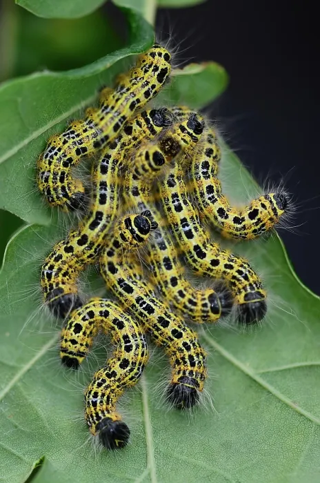 Framed Print : Group of Buff-tip (Phalera bucephala) caterpillars on underside of Oak leaf, Dorset, England, UK. August