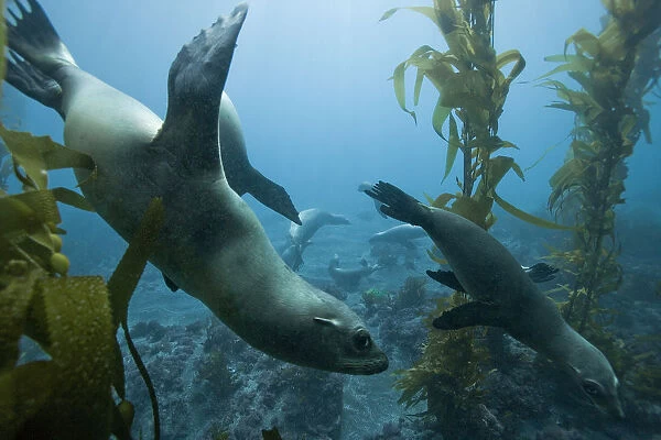 Group of California sea lions (Zalophus californianus) in a kelp forest (Macrocystis pyrifera)