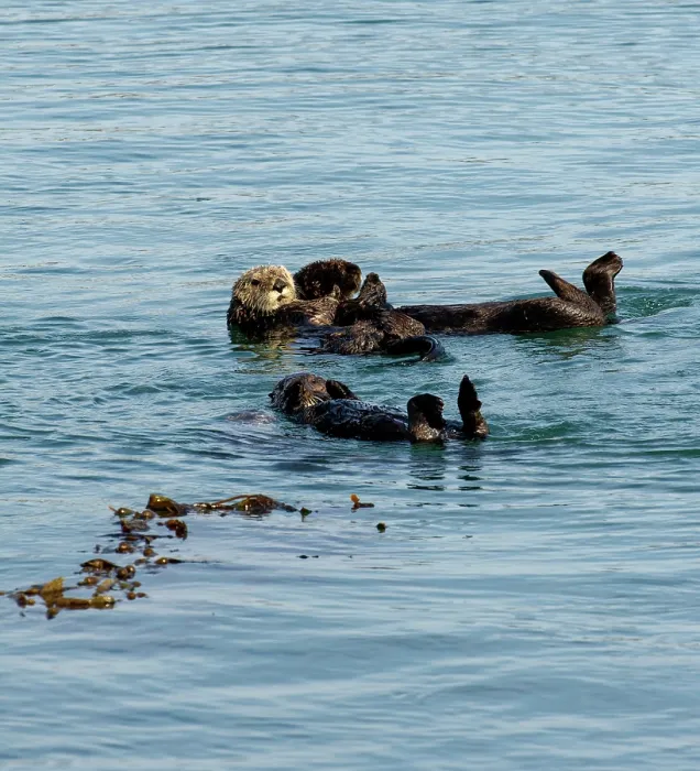 Framed Print : Group of California sea otters (Enhydra lutris) floating on their backs, Moss Landing / Elkhorn Slough, Monterey Bay, California, USA. October. Endangered Framed Print : Group of California sea otters (Enhydra lutris) floating on their backs, Moss Landing / Elkhorn Slough, Monterey Bay, California, USA. October. Endangered