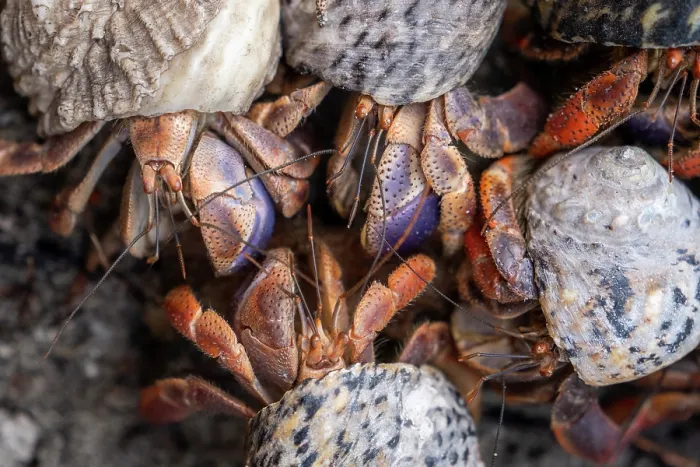 Framed Print : Group of Caribbean hermit crabs (Coenobita clypeatus) portrait, Curacao, Dutch Caribbean Framed Print : Group of Caribbean hermit crabs (Coenobita clypeatus) portrait, Curacao, Dutch Caribbean