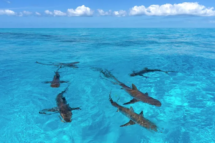 Framed Print : Group of Caribbean reef sharks (Carcharhinus perezi) swimming at the surface, Little Bahama Bank, Grand Bahama Island, Bahamas, Atlantic Ocean. Endangered. Controlled conditions Framed Print : Group of Caribbean reef sharks (Carcharhinus perezi) swimming at the surface, Little Bahama Bank, Grand Bahama Island, Bahamas, Atlantic Ocean. Endangered. Controlled conditions
