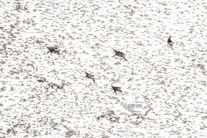 Framed Print : Group of Chamois (Rupicapra rupicapra) running up snow-covered mountainside, Mont Avic natural park, Aosta Valley, Alps, Italy. January Framed Print : Group of Chamois (Rupicapra rupicapra) running up snow-covered mountainside, Mont Avic natural park, Aosta Valley, Alps, Italy. January