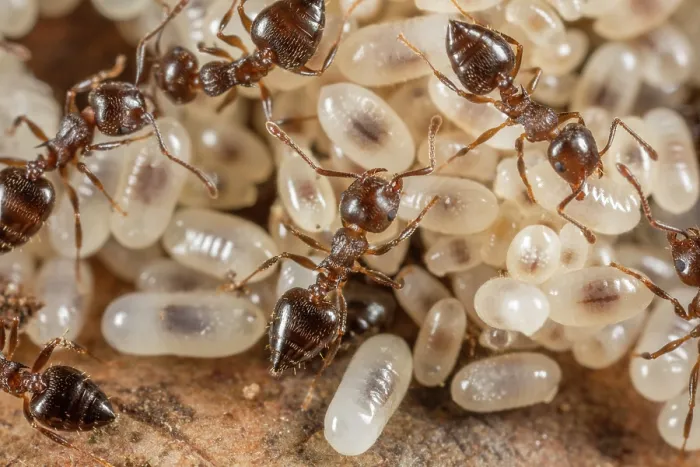 Framed Print : Group of Cherry acrobat ants (Crematogaster cerasi) with larvae, Philadelphia, Pennsylvania, USA. May Framed Print : Group of Cherry acrobat ants (Crematogaster cerasi) with larvae, Philadelphia, Pennsylvania, USA. May