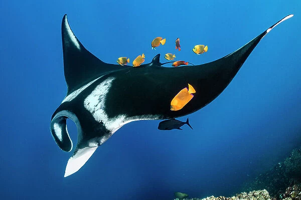 Group of Clarion angelfish (Holacanthus clarionensis) cleaning an Oceanic manta ray (Mobula birostris) as it swims over the reef, Revillagigedo Islands, Mexico, Pacific Ocean