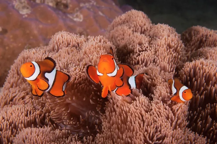 Framed Print : Group of Clown anemonefish (Amphiprion percula) living with a Gigantic sea anemone (Stichodactyla gigantea), Milne Bay, Papua New Guinea, Pacific Ocean Framed Print : Group of Clown anemonefish (Amphiprion percula) living with a Gigantic sea anemone (Stichodactyla gigantea), Milne Bay, Papua New Guinea, Pacific Ocean
