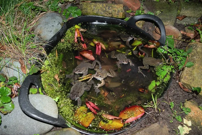 Framed Print : Group of Common frogs (Rana temporaria) with frog spawn in a tub buried next to a pond to provide a safe spawning site, London, UK. February