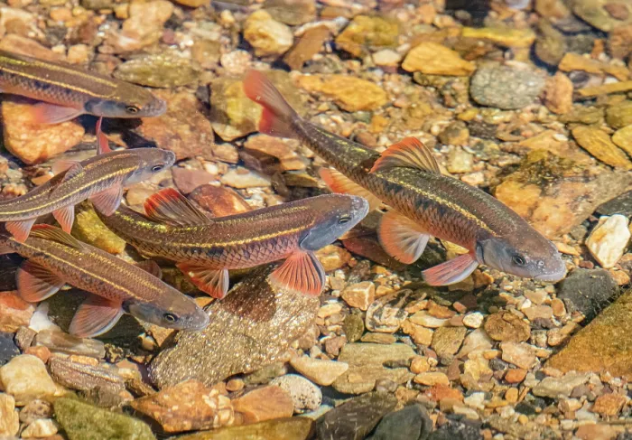 Framed Print : Group of Common shiners (Luxilus cornutus) breeding colours, in stream, Pennsylvania, USA. April Framed Print : Group of Common shiners (Luxilus cornutus) breeding colours, in stream, Pennsylvania, USA. April