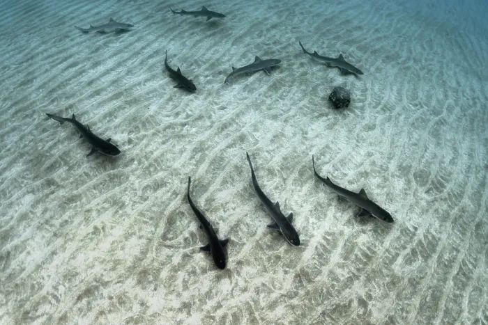 Framed Print : Group of Common smooth-hound (Mustelus mustelus) females, swimming in shallow water, approaching the coast to reproduce, Tenerife, Canary Islands, Atlantic Ocean Framed Print : Group of Common smooth-hound (Mustelus mustelus) females, swimming in shallow water, approaching the coast to reproduce, Tenerife, Canary Islands, Atlantic Ocean