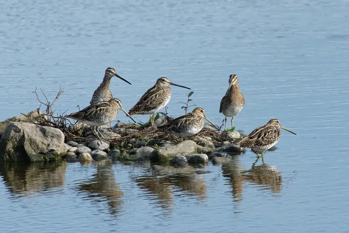 Framed Print : Group of Common snipes (Gallinago gallinago) resting on a small island in a shallow freshwater lake, Gloucestershire, England, UK. October Framed Print : Group of Common snipes (Gallinago gallinago) resting on a small island in a shallow freshwater lake, Gloucestershire, England, UK. October