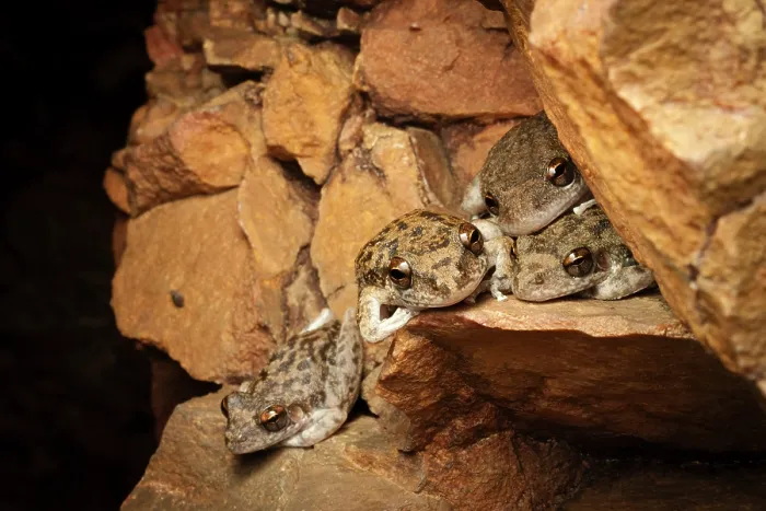 Framed Print : Group of Copland's rock frogs (Litoria coplandi) resting in a deep sandstone gorge at night, Adelaide River Hills, Northern Territory, Australia