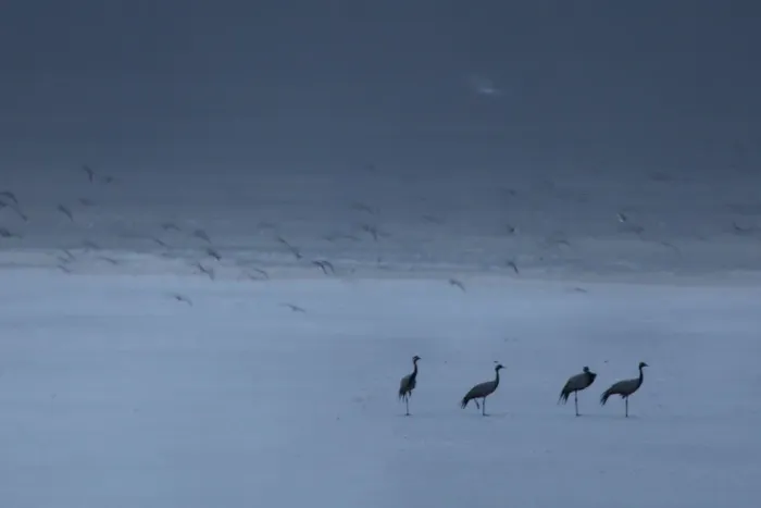 Framed Print : Group of Demoiselle cranes (Anthropoides virgo) resting at the edge of a a salt lake Framed Print : Group of Demoiselle cranes (Anthropoides virgo) resting at the edge of a a salt lake