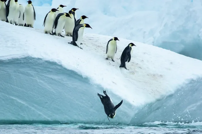 Framed Print : Group of Emperor penguins (Aptenodytes forsteri) leaping from iceberg into the sea, Cape Colbeck, Ross Sea, Antarctica Framed Print : Group of Emperor penguins (Aptenodytes forsteri) leaping from iceberg into the sea, Cape Colbeck, Ross Sea, Antarctica