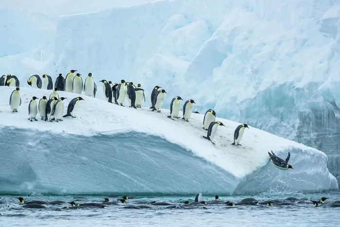 Framed Print : Group of Emperor penguins (Aptenodytes forsteri) leaping from iceberg into the sea, Cape Colbeck, Ross Sea, Antarctica Framed Print : Group of Emperor penguins (Aptenodytes forsteri) leaping from iceberg into the sea, Cape Colbeck, Ross Sea, Antarctica