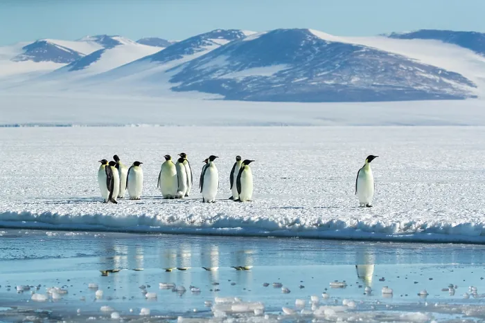 Framed Print : Group of Emperor penguins (Aptenodytes forsteri) standing on ice at water's edge with mountains in background, Cape Chocolate vicinity, McMurdo Sound, Ross Sea, Antarctica Framed Print : Group of Emperor penguins (Aptenodytes forsteri) standing on ice at water's edge with mountains in background, Cape Chocolate vicinity, McMurdo Sound, Ross Sea, Antarctica