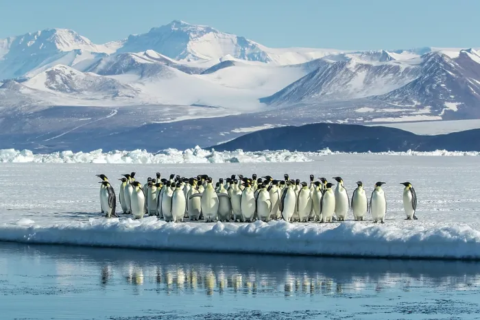 Framed Print : Group of Emperor penguins (Aptenodytes forsteri) standing on ice at water's edge with mountains in background, Cape Chocolate vicinity, McMurdo Sound, Ross Sea, Antarctica Framed Print : Group of Emperor penguins (Aptenodytes forsteri) standing on ice at water's edge with mountains in background, Cape Chocolate vicinity, McMurdo Sound, Ross Sea, Antarctica