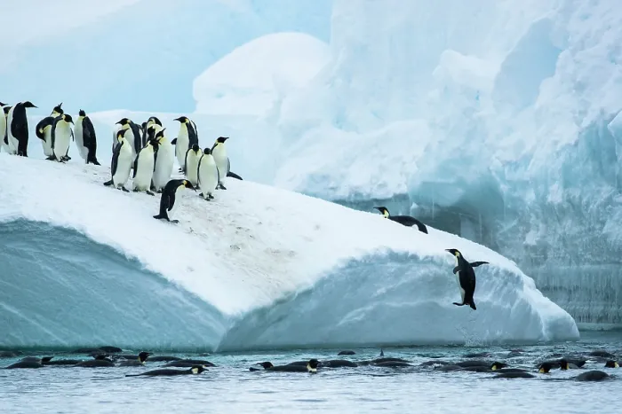 Framed Print : Group of Emperor penguins (Aptenodytes forsteri) standing on iceberg with one leaping out of the sea to join them, Cape Colbeck, Ross Sea, Antarctica