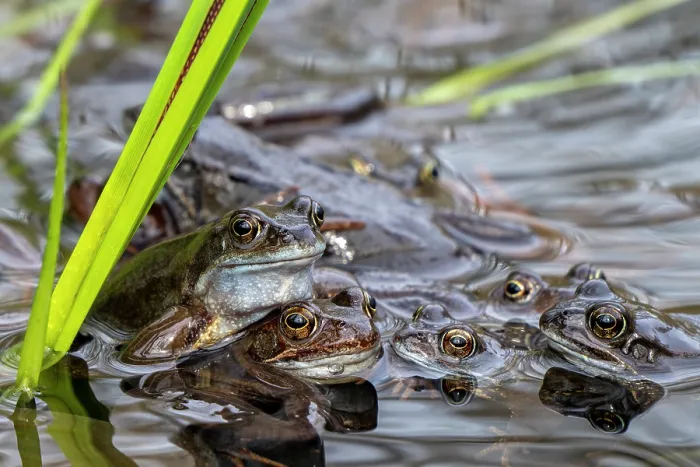 Framed Print : Group of European common frogs (Rana temporaria) gathering in pond during the spawning season with pair in amplexus, Belgium. March Framed Print : Group of European common frogs (Rana temporaria) gathering in pond during the spawning season with pair in amplexus, Belgium. March