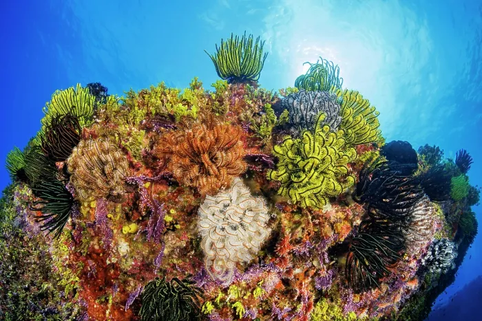 Framed Print : Group of Feather stars (Oxycomanthus bennetti) gathering on a pinnacle off the island of Saipan, Federated States of Micronesia, Pacific Ocean