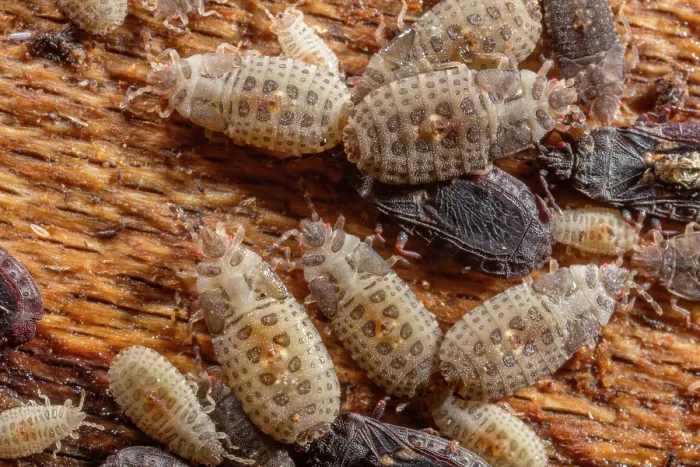 Framed Print : Group of Flat bug (Neuroctenus sp.) nymphs aggregated beneath bark of a log, Pennsylvania, USA. September Framed Print : Group of Flat bug (Neuroctenus sp.) nymphs aggregated beneath bark of a log, Pennsylvania, USA. September