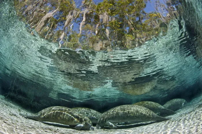 Framed Print : A group of Florida manatees (Trichechus manatus latirostrus) sleeping in the afternoon Framed Print : A group of Florida manatees (Trichechus manatus latirostrus) sleeping in the afternoon