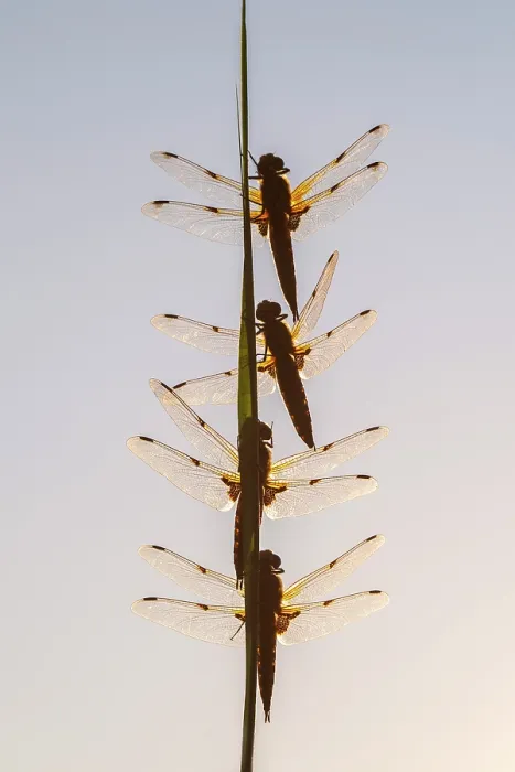 Framed Print : Group of Four-spotted chaser dragonflies (Libellula quadrimaculata) roosting on plant stem, backlit in the early morning light, Ham Wall RSPB Nature Reserve, Somerset Levels, UK Framed Print : Group of Four-spotted chaser dragonflies (Libellula quadrimaculata) roosting on plant stem, backlit in the early morning light, Ham Wall RSPB Nature Reserve, Somerset Levels, UK