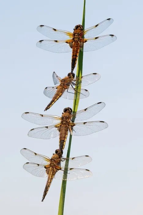 Framed Print : Group of Four-spotted chaser dragonflies (Libellula quadrimaculata) roosting together on reed, Ham Wall RSPB Nature reserve, Somerset Levels, England, UK. June Framed Print : Group of Four-spotted chaser dragonflies (Libellula quadrimaculata) roosting together on reed, Ham Wall RSPB Nature reserve, Somerset Levels, England, UK. June