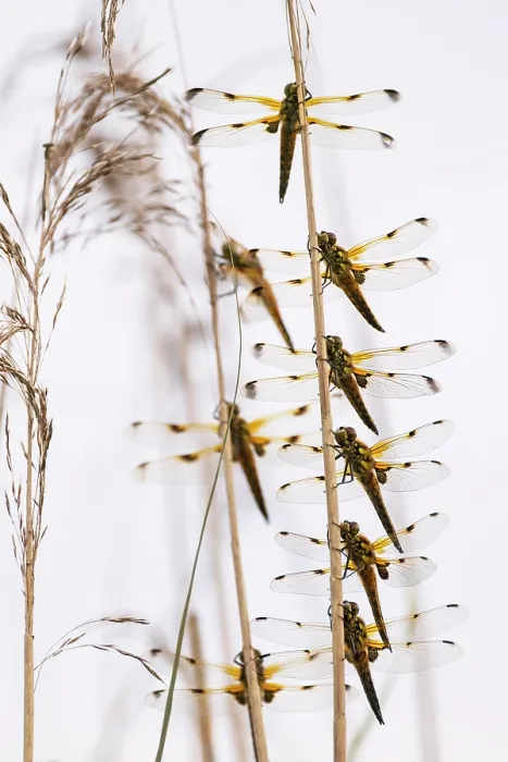 Framed Print : Group of Four-spotted chaser dragonflies (Libellula quadrimaculata) roosting together, Ham Wall RSPB Nature reserve, Somerset, England, UK. June Framed Print : Group of Four-spotted chaser dragonflies (Libellula quadrimaculata) roosting together, Ham Wall RSPB Nature reserve, Somerset, England, UK. June