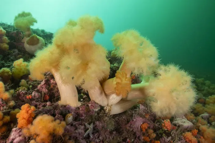 Framed Print : A group of frilled anemones (Metridium senile) off Bonaventure Island in the Gulf