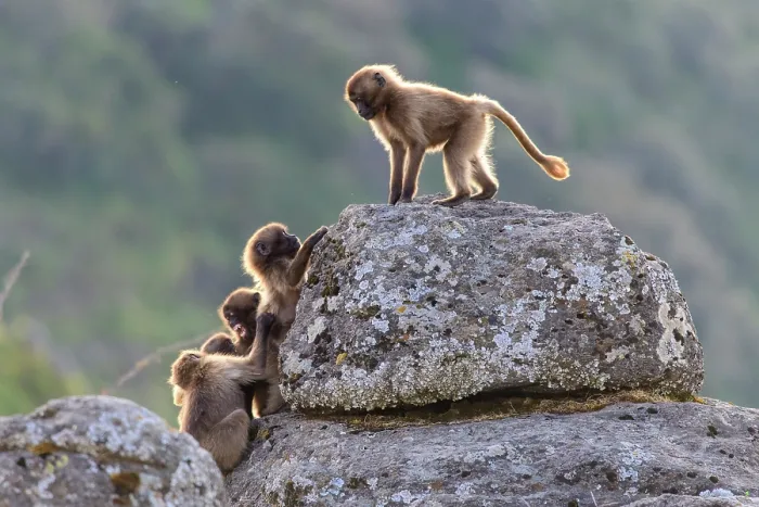 Framed Print : Group of Gelada baboon (Theropithecus gelada) juveniles playing on a rock, Simien Mountains, Ethiopia Framed Print : Group of Gelada baboon (Theropithecus gelada) juveniles playing on a rock, Simien Mountains, Ethiopia
