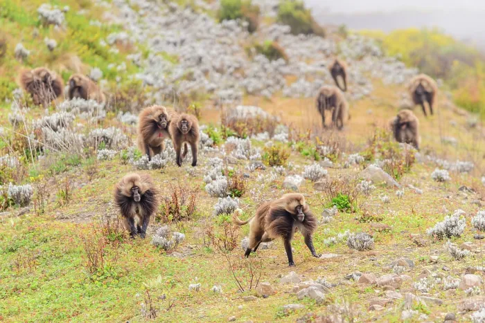 Framed Print : Group of Gelada baboons (Theropithecus gelada) dominant male leading bachelor males in a chase to show his strength, Guassa Community Conservation Area, Ethiopia