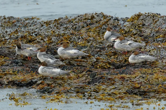 Framed Print : Group of Goosanders (Mergus merganser) resting on seaweed on the shore, Varanger, Norway. July Framed Print : Group of Goosanders (Mergus merganser) resting on seaweed on the shore, Varanger, Norway. July