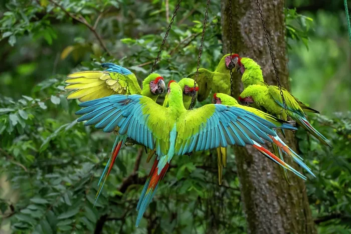 Framed Print : Group of Great green macaws (Ara ambiguus) feeding at a platform where they get additional food to support them in the wild during the first years after release, Ara Manzanillo Framed Print : Group of Great green macaws (Ara ambiguus) feeding at a platform where they get additional food to support them in the wild during the first years after release, Ara Manzanillo