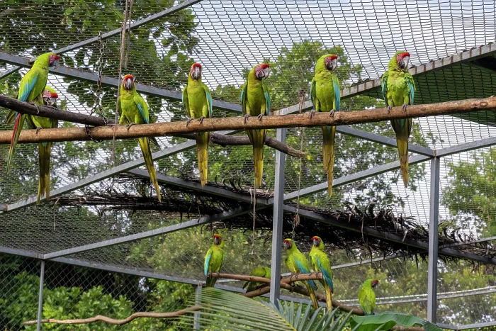 Framed Print : Group of Great green macaws (Ara ambiguus or ara ambigua)