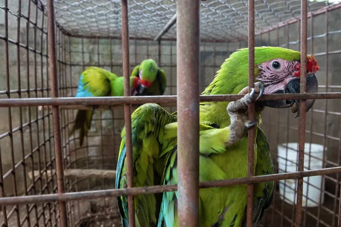Framed Print : Group of Great green macaws (Ara ambiguus) juveniles, aged about two months, perched in cage about to be released back into the wild, Alvaro Farm, Rio Cuarto, Grecia, Costa Rica Framed Print : Group of Great green macaws (Ara ambiguus) juveniles, aged about two months, perched in cage about to be released back into the wild, Alvaro Farm, Rio Cuarto, Grecia, Costa Rica