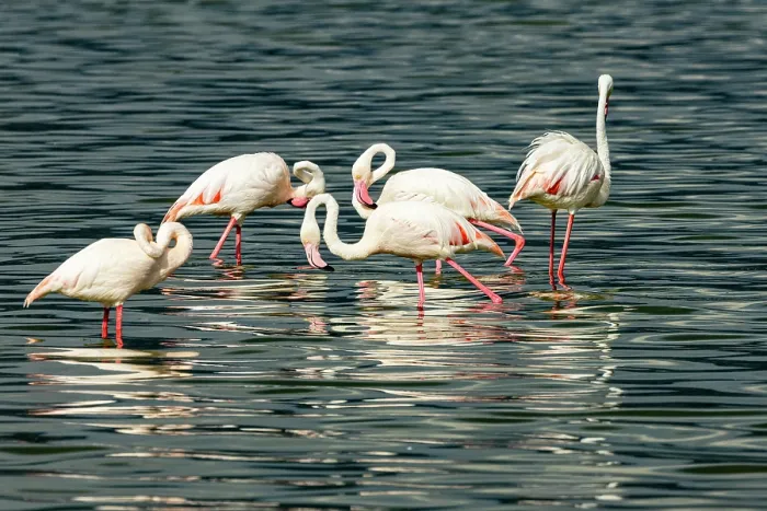 Framed Print : Group of Greater flamingos (Phoenicopterus roseus) feeding in lake, Lake Elementeita, Kenya Framed Print : Group of Greater flamingos (Phoenicopterus roseus) feeding in lake, Lake Elementeita, Kenya