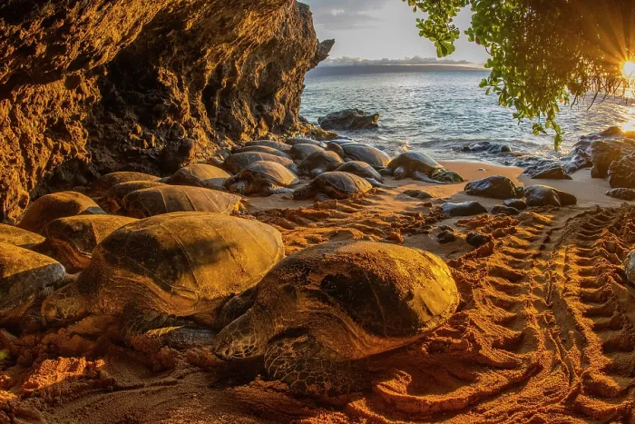 Framed Print : Group of Green turtles (Chelonia mydas) basking at sunset, probably to kill ectoparasites and seaweed growth on their shells, Maui Island, Hawaii. Endangered Framed Print : Group of Green turtles (Chelonia mydas) basking at sunset, probably to kill ectoparasites and seaweed growth on their shells, Maui Island, Hawaii. Endangered
