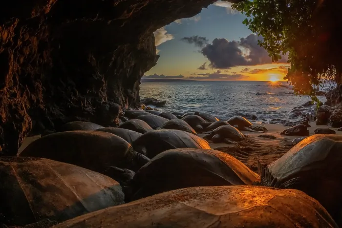Framed Print : Group of Green turtles (Chelonia mydas) resting in a cave at sunset, Maui, Hawaii. Endangered Framed Print : Group of Green turtles (Chelonia mydas) resting in a cave at sunset, Maui, Hawaii. Endangered