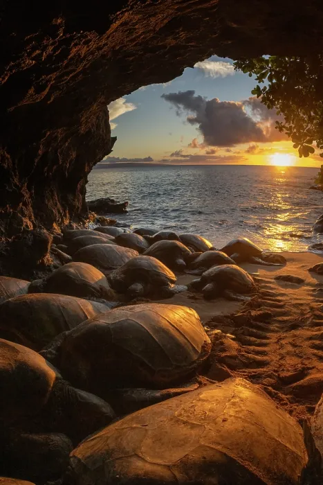 Framed Print : Group of Green turtles (Chelonia mydas) resting in a cave at sunset, Maui, Hawaii. Endangered Framed Print : Group of Green turtles (Chelonia mydas) resting in a cave at sunset, Maui, Hawaii. Endangered