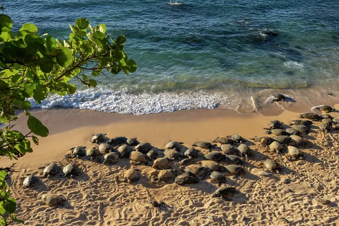 Framed Print : Group of Green turtles (Chelonia mydas) resting on the shore, Maui, Hawaii. Endangered Framed Print : Group of Green turtles (Chelonia mydas) resting on the shore, Maui, Hawaii. Endangered